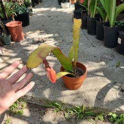 Cactus Orchid.
