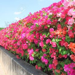 Bougainvillea Plant 🪴 3gal