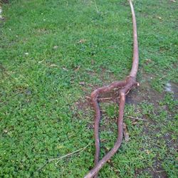 Genuine Driftwood For Aquariums Terrariums Decor Etc 