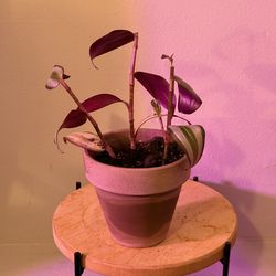 Tradescantia Zebrina (Inchplant) “Wandering Dude” House Plant