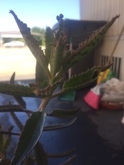 Nice ceramic pot have nice plant lives in humidity