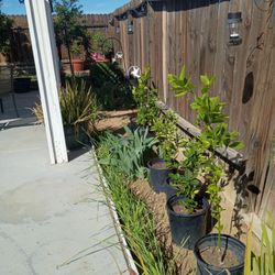 Lemon Tree Plants