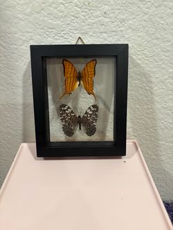 Framed Butterfly Display – Made in Peru