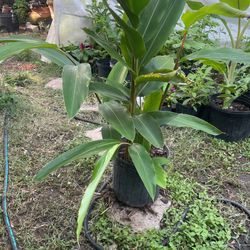 White Shell Ginger Plant  Alpinia 