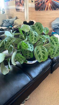 Thriving Prayer Plant 