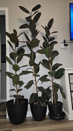 Burgundy Rubber Plant, Live Indoor or Outdoor Ficus Elastica Tree
Pick up only🪴🪴Price for each
