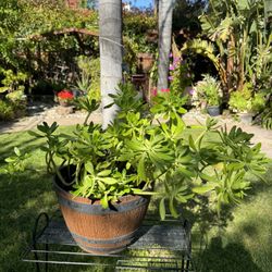 Beautiful Succulents &  Cactus Plants In Decorative Pot