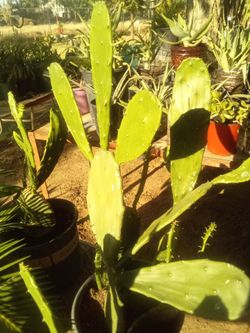 Large Blooming Prickly Pear Cactus in Pot – Rare Variety, Actively Flowering!