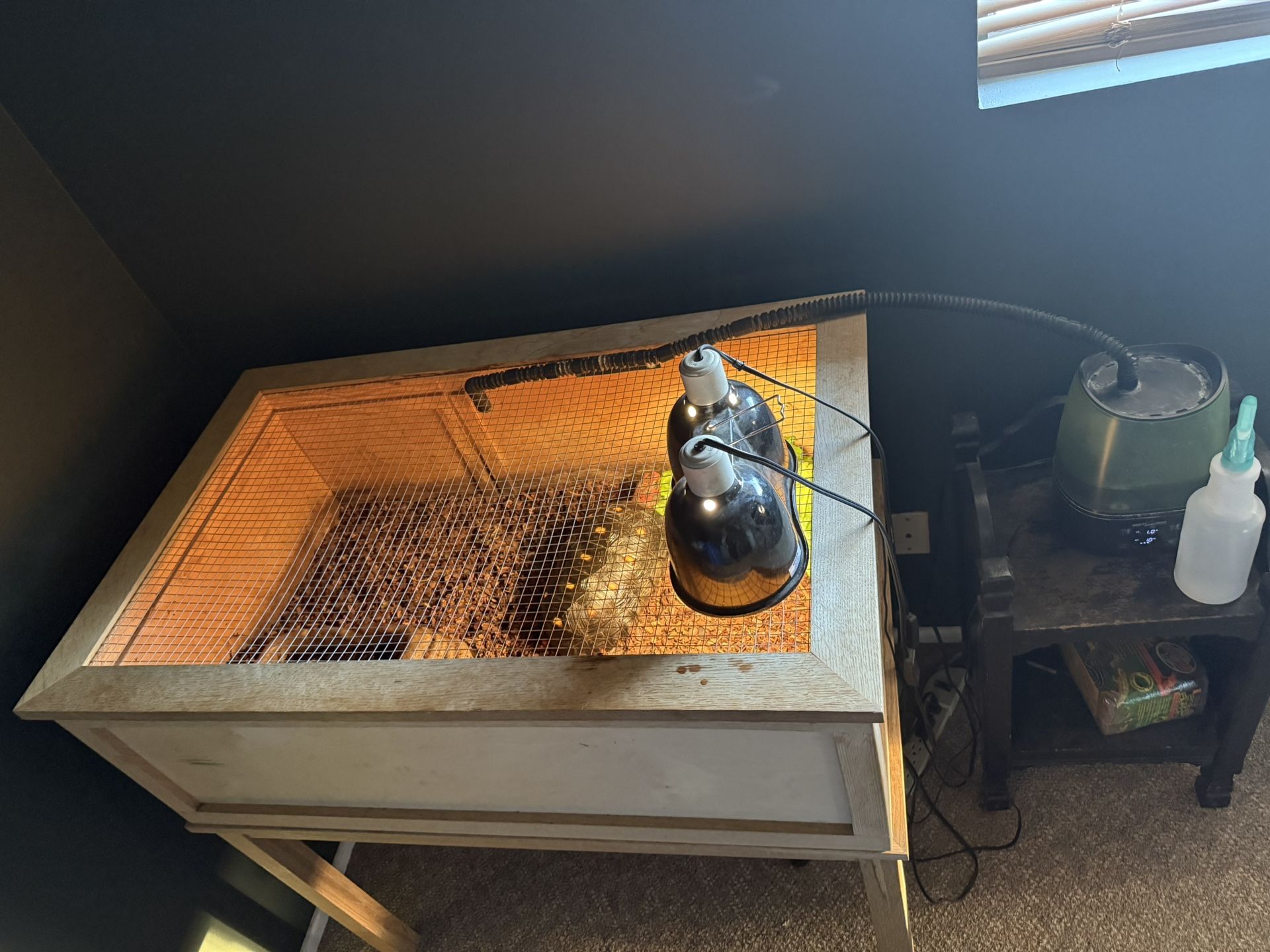 Tortoise Enclosure