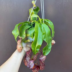 6” nepenthes gaya pitcher plant 