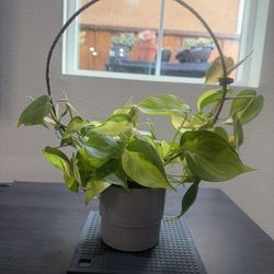 Philodendron Plant 