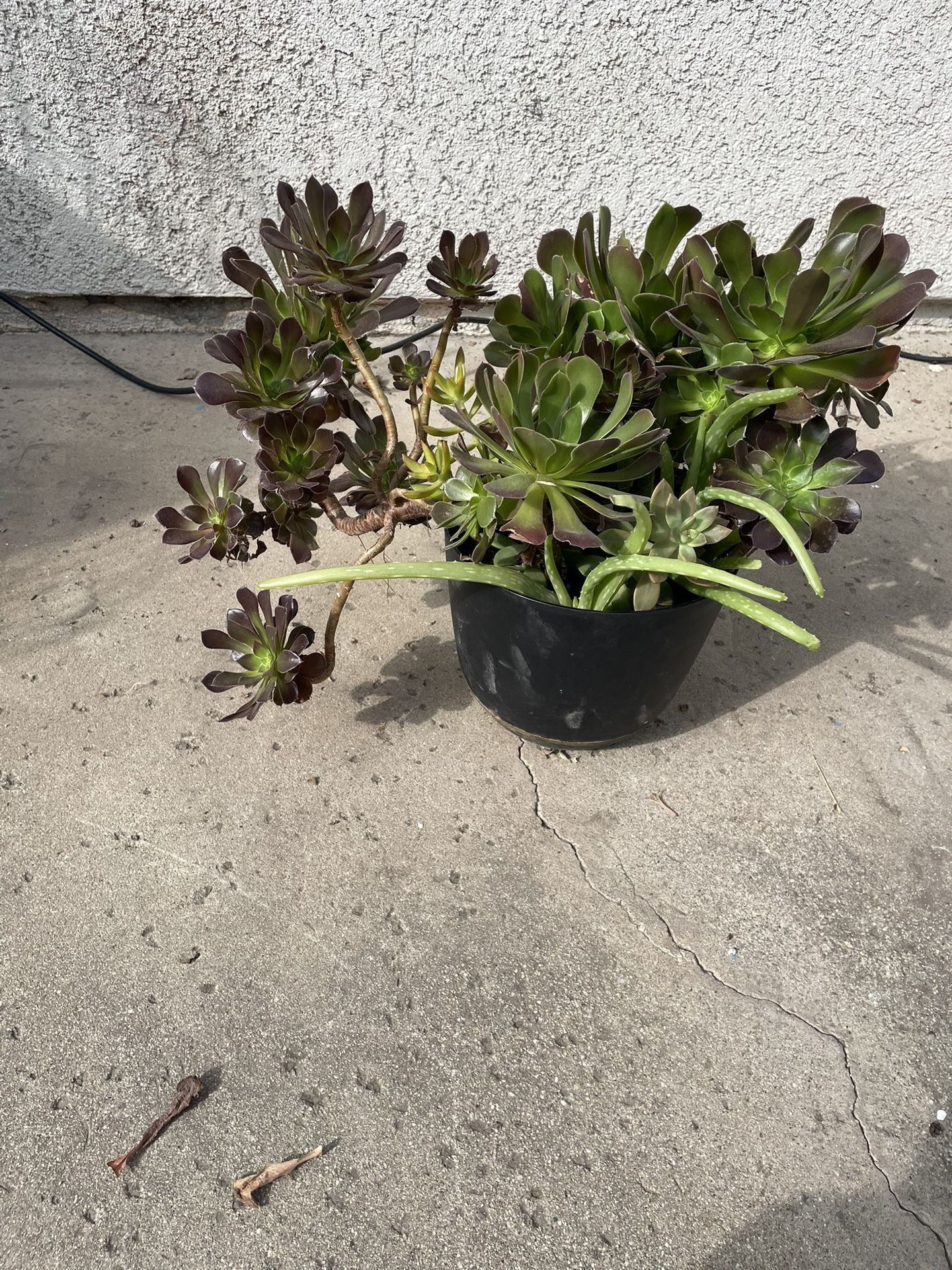 Plant Arrangement Includes Deco Plastic Pot With Drainage