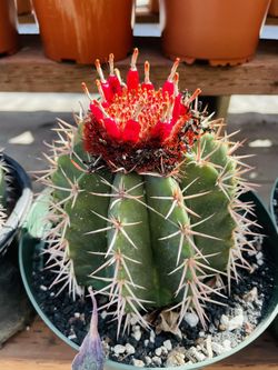 Each Melocactus Imported $100