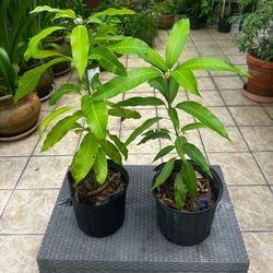 “ICE CREAM” Mango Trees