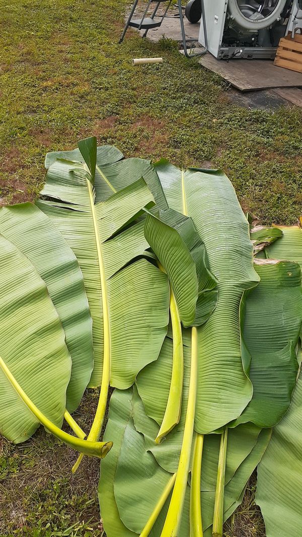 Free hojas de guineo for Sale in Wesley Chapel, FL OfferUp