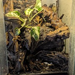 Bioactive Tank With Isopods ,Springtails Etc 