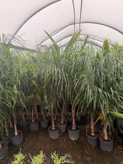 Queen Palms 10” pots