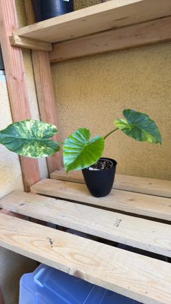 Alocasia Gageana Aurea