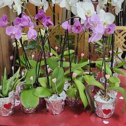 Orchids