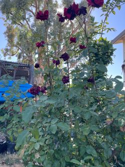 Rose plants 4ft