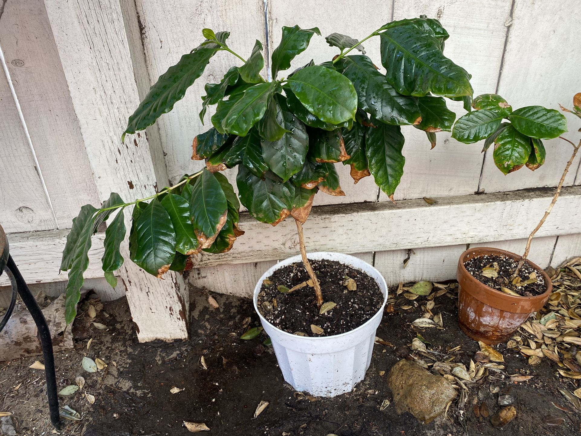 Coffee Plant (arabica)