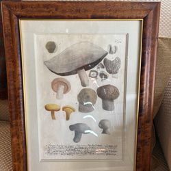 Pair of Framed Prints from Johann Wilhelm Weinmann—Excellent Condition