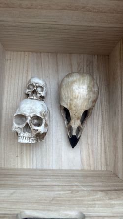 Halloween Skulls