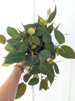 Philodendron Mican Plant 6" Pot - Indoor House Plants