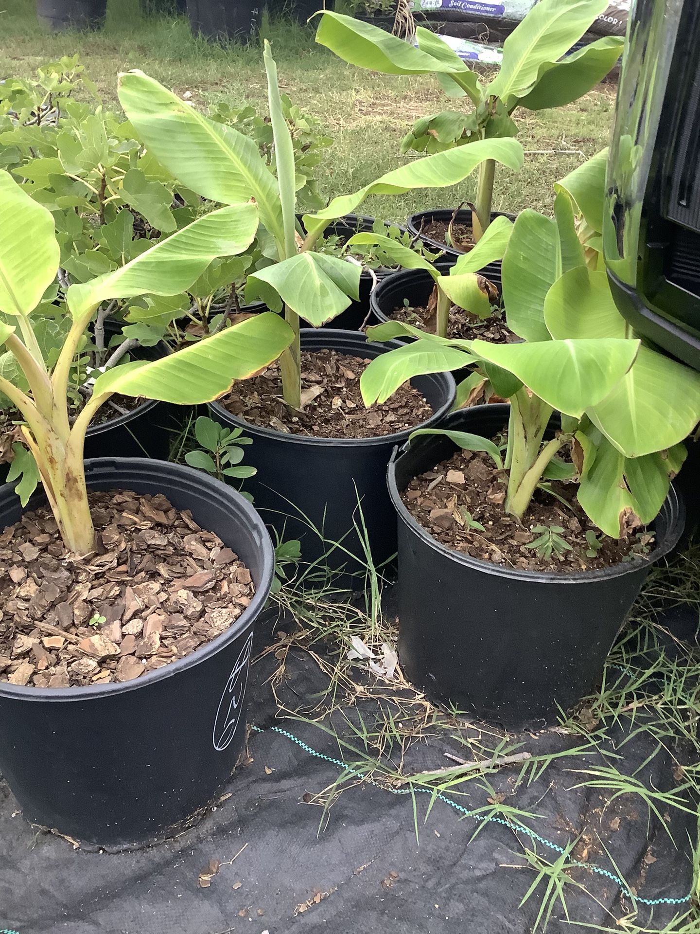 Tall Banana Trees