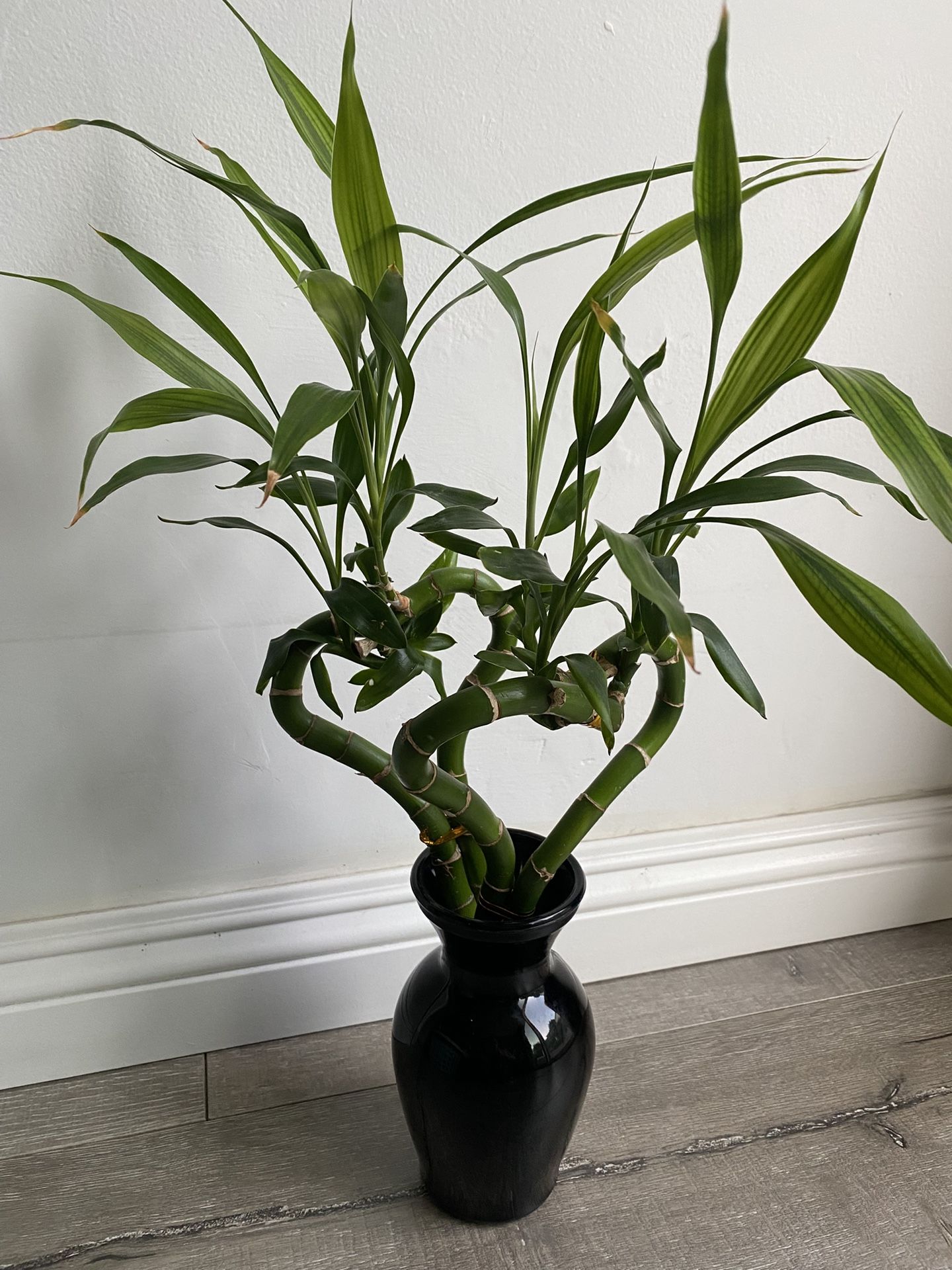 Heart Shape Lucky Bamboo