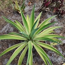 Spineless Yellow Variegated Agave. Large Plant.