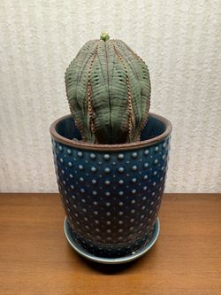 Rare Cactus Euphorbia obesa In 4” Ceramic Pot