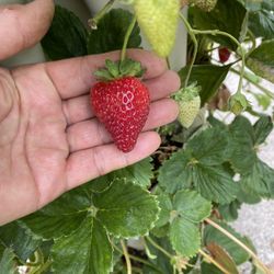 ALBION STRAWBERRY PLANTS ORGANIC SIMPLY THE BEST TASTING MOST PRODUCT WE HAVE GROWN