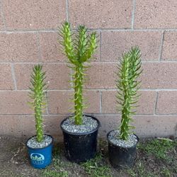 Eve's Pin Cactus