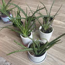 Potted Aloe Vera Plants