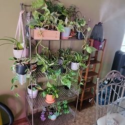 Plants For Sale!