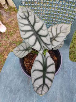 Alocasia silver dragon 🐉 plant