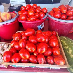 Fresh Picked Roma Tomatoes And Garlic 