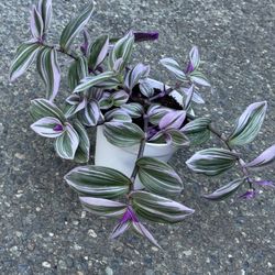 Tradescantia Nanouk