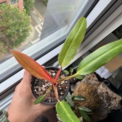 Rare Philodendron Orange Marmalade 