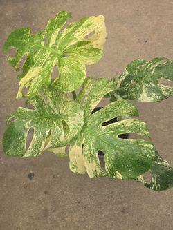 Monstera Mint