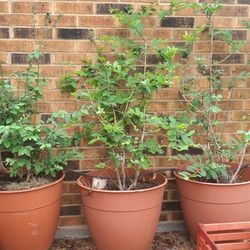 BLUEBERRIES  Galons  3 Feets H  READY FRUITS IN COUPLE DAYS