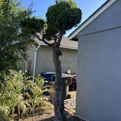 Free Rose, Sago Palm And Bonsai Juniper Trees