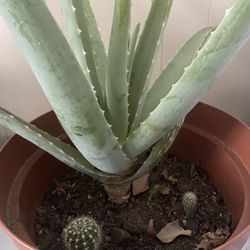 Aloe Vera Y Cactus Naturales 