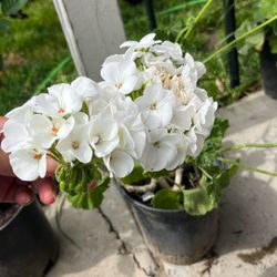 White Blanco Geranio Plant