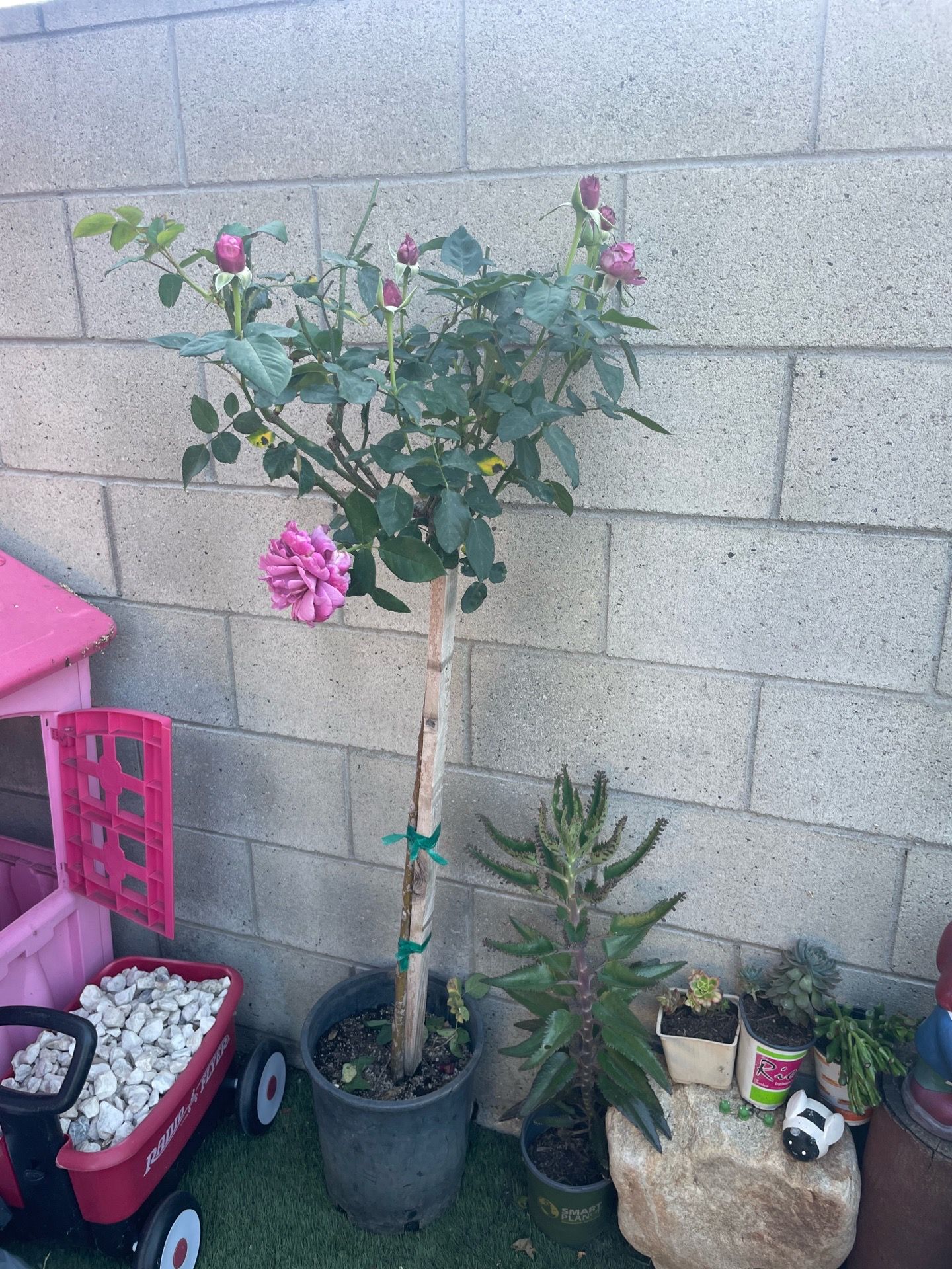 Flower Rose Tree