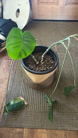 Free Monstera - Save Me!