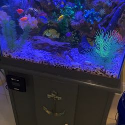 Fish Tank With Decoration 