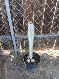 Cactus blue torch