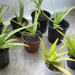 ALOE VERA & AIR PLANTS 